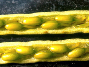 VIMS researchers use seeds to restore eelgrass to Virginia's seaside bays.