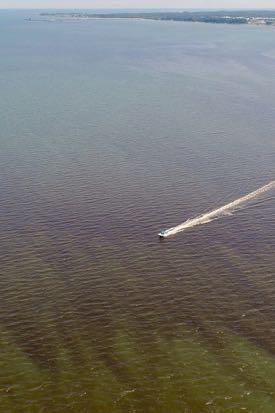 Variability in space and time makes algal blooms difficult to study. (Photo by D. Gong/VIMS)