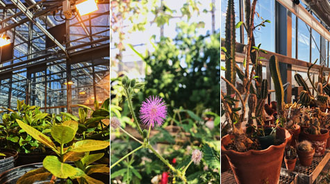 Greenhouse gems: