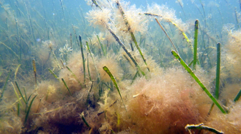 Algal overgrowth: