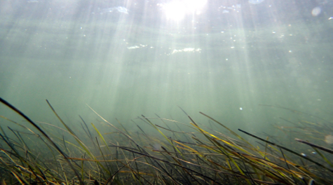 Healthy eelgrass: