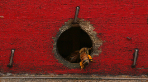 Busy bee: