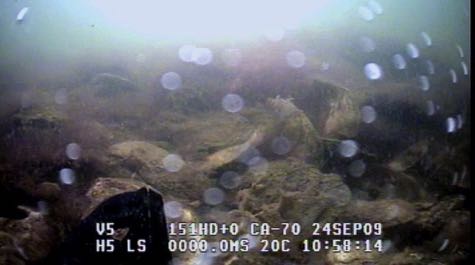 High-relief reef: