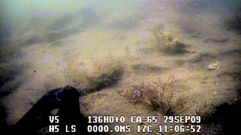 Low-relief reef: