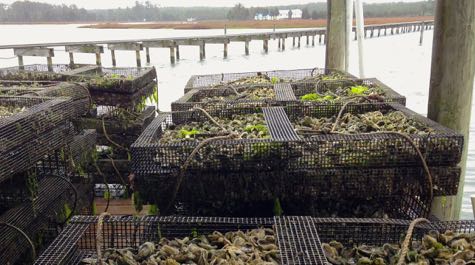 Oyster Cages:
