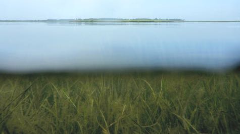 Submerged aquatic vegetation: