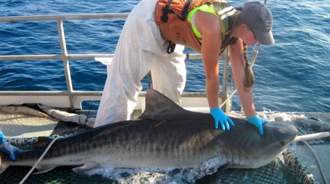 Tiger Shark: