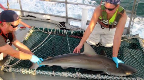 Dusky Shark: