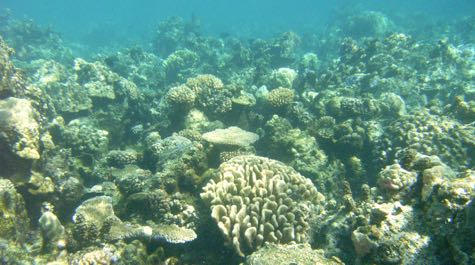 Back reef: