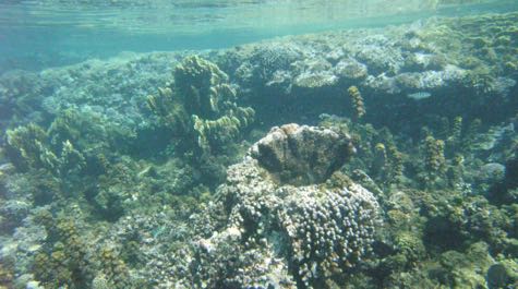 Fringing reef:
