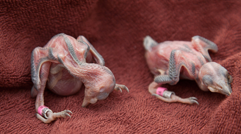 Banded young: