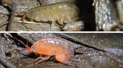 Zombie Amphipods: