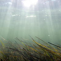 eelgrass-thumb.jpg