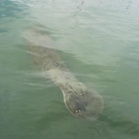 manatee-thumb.jpg
