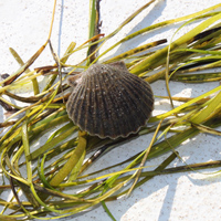 seagrass-thumb.jpg