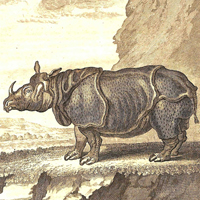 seidel_rhino_thumb.jpg