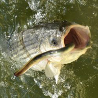 striped_bass_thumb.jpg