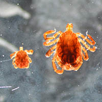 Tick magnified
