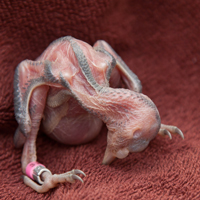 woodpecker-thumb.png