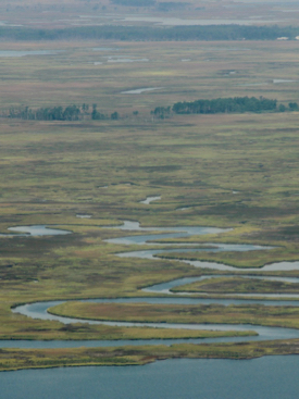 U.S. coastal wetlands generally lack dikes or levees, allowing marshes to migrate landward into coastal forests. (Photo by M. Kirwan/VIMS)