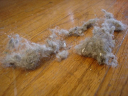 Microplastics in household dust is a known pathway of contaminant exposure to people. (Wikimedia photo)