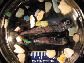Plastics on the road to microplastics. The particles eventually become small enough to be ingested by fish and other marine life. (Photo by James Leichter/Marine Photobank)