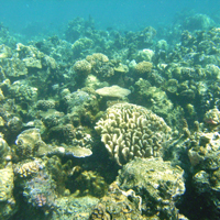 healthy_coral-thumb.jpg