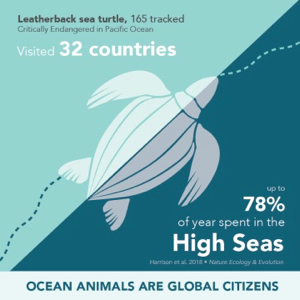leatherback_300.jpg