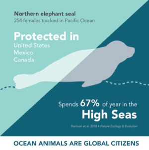 sealion_300.jpg