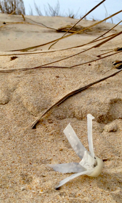 Researchers in Kirk Havens' lab at VIMS are working to replace plastic shotgun wads with biodegradable alternatives. (CCRM photo)