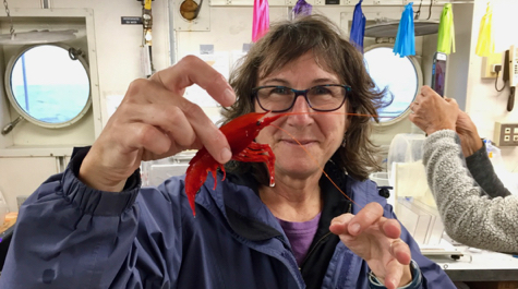 Deep-sea shrimp: