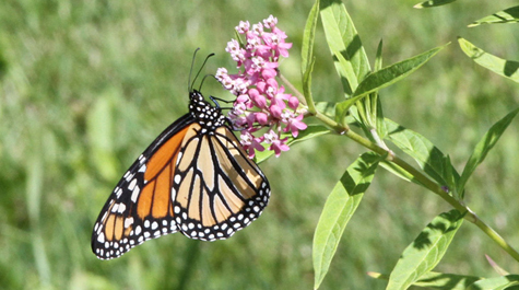 Big data botany: 