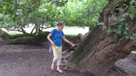 Big sprawling tree: 