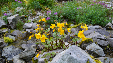 Adapting to climate change: 
