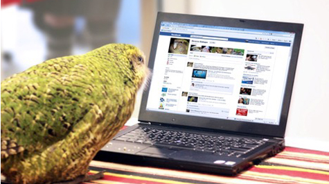 A social media sensation
