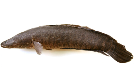Northern Snakehead: