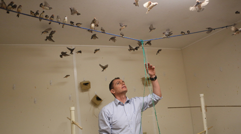 It’s about bird behavior: