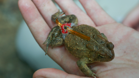 A toad in the hand: