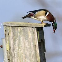duck-thumbjpg.jpg