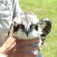 osprey-thumb.jpg