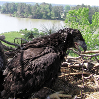 Peak eagle
