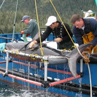 salmon_shark_tagging-thumb.jpg