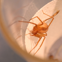 Spider silk square
