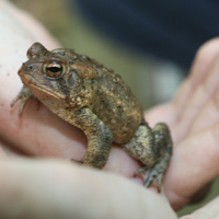 Toad square