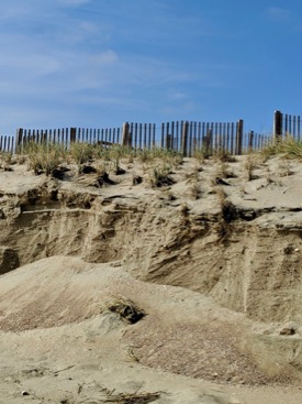 Erosional scarping of a dune face near Duck, NC due to the cumulative impacts of this year's hurricanes. Note the scarcity of roots through this constructed dune. (Nick Cohn/ERDC)