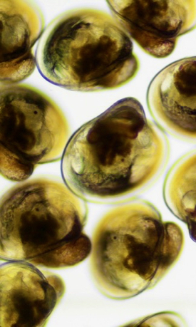 Oyster larvae in the hatchery at VIMS. (Photo by Lauren Gregg/VIMS)