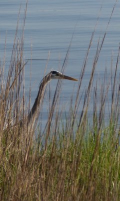 Saltmarshes feed and shelter a wide variety of organisms. (VIMS photo)