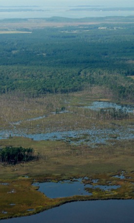 Sea-level rise, marked by ghost forests and abandoned farm fields, will mostly impact rural land–much of it privately owned. (Photo by M. Kirwan/VIMS)