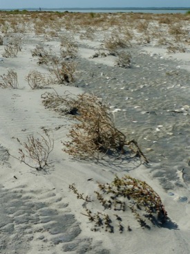 Natural sand dunes typically begin to grow as windblown sand accumulates in the lee of beach plants or wrack. (David Malmquist/VIMS)