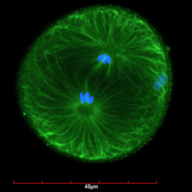 The early developmental stage of the Eastern oyster Crassostrea virginica shows condensed chromosomes in blue and microtubules in green during the first cleavage of an embryo. (Photo by Hotta Masaru/VIMS)